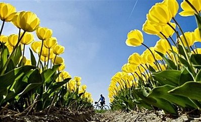 Field of blooms : A woman on a bike passes a field with yellow tulips near Egmond aan den Hoef in northwestern Netherlands. (AFP/ANP/Koen van Weel)