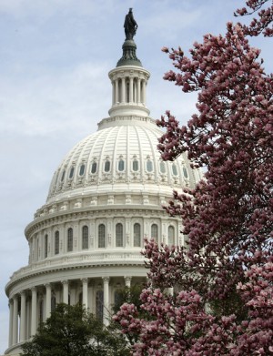 Magnolias in DC