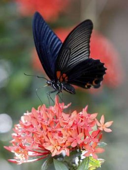 Butterfly in Thailand