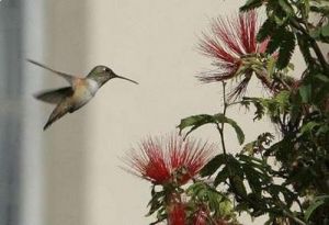 Hummingbird and tree