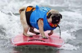 Surfing pug