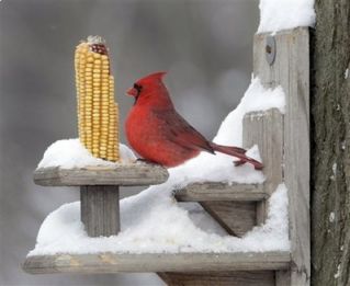Male cardinal - winter