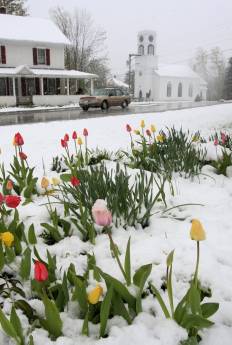 Snow tulips
