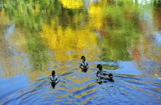 Ducks in a pond in the fall