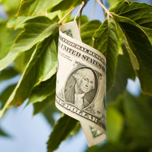 Money on trees