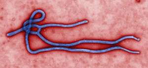 "Ebola virus"
