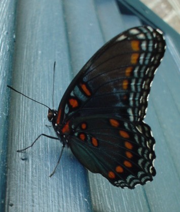 Butterfly - sideview